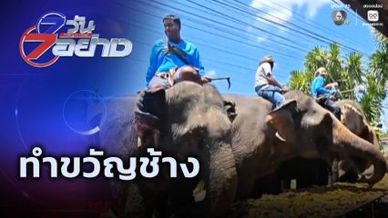 7 วัน 7 อย่าง : ทำขวัญช้าง