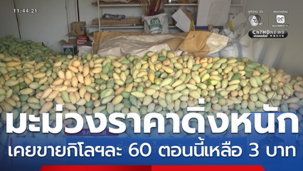 มะม่วงราคาดิ่งหนัก ซ้ำเติมด้วยค่าขนส่งแพง