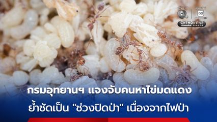 กรมอุทยานฯ ชี้แจงปมจับคนหาไข่มดแดงใน อช.ศรีน่าน ย้ำชัดนี้เป็น “ช่วงปิดป่า” เนื่องจากวิกฤตไฟป่า