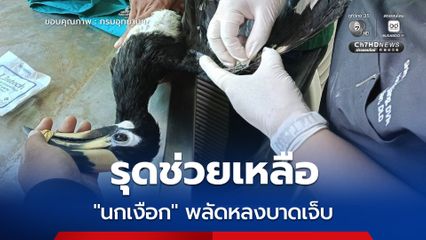 เจ้าหน้าที่วนอุทยานเขาตาม่องล่าย รุดช่วยเหลือ “นกเงือก” พลัดหลงบาดเจ็บ หลังได้รับแจ้งจากสายด่วน 1362
