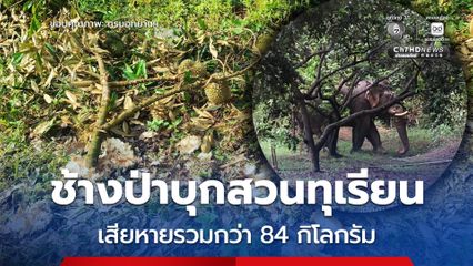 อช.น้ำตกคลองแก้ว เฝ้าระวังช้างป่า ผลักดัน “เจ้างางาม-เจ้ามั่วหลง” พ้นสวนชาวบ้าน หลังบุกพังสวนทุเรียนเสียหาย