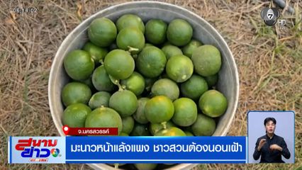 มะนาวหน้าแล้งแพง ชาวสวนต้องนอนเฝ้า
