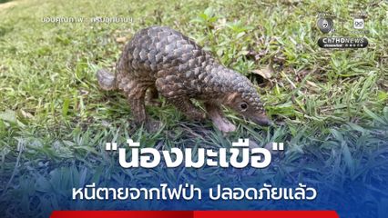 "น้องมะเขือ" ลิ่นชวาหนีตายจากไฟป่าบ้านสบป่อง ปลอดภัยแล้วที่สถานีฯ ปางตอง เจ้าหน้าที่เร่งฟื้นฟูเตรียมส่งคืนสู่ป่าใหญ่