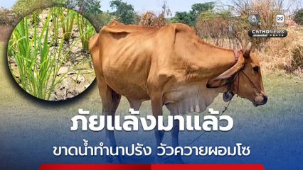 ภัยแล้งมาแล้ว ขาดน้ำทำนาปรัง วัวควายผอมโซ