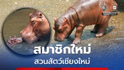 สวนสัตว์เชียงใหม่ ชวนคนไทยร่วมลุ้นชื่อสมาชิกใหม่ตัวน้อย “ลูกฮิปโปโปเตมัส”