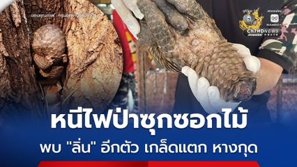 หนีไฟป่าซุกซอกไม้ พบ “ลิ่น” อีกตัว เกล็ดแตก หางกุด
