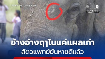 คืบหน้ากรณีช้างป่าเขาอ่างฤๅไนบาดเจ็บ สัตวแพทย์ตรวจพบเป็นบาดแผลเก่าจากช้างป่าตัวอื่นทำร้าย