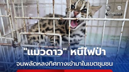 “แมวดาว” หนีไฟฟ่า จนพลัดหลงทิศทางเข้ามาในเขตชุมชน