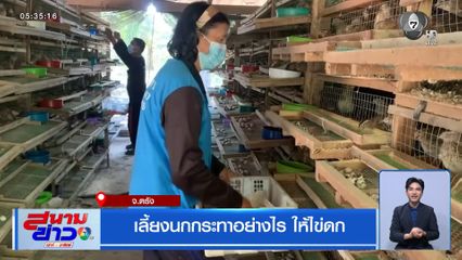 เลี้ยงนกกระทาอย่างไร ให้ไข่ดก จ.ตรัง