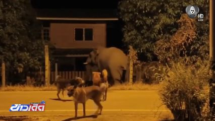 สุนัขรวมพลังเห่าไล่ช้างป่า จ.ฉะเชิงเทรา