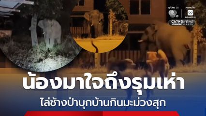 น้องมาใจถึงรุมเห่าไล่ช้างป่าบุกบ้านกินมะม่วงสุก