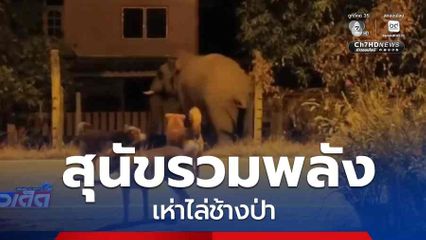 สุนัขรวมพลังเห่าไล่ช้างป่า จ.ฉะเชิงเทรา