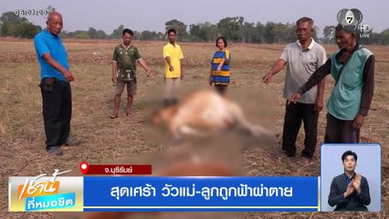 สุดเศร้า วัวแม่-ลูกถูกฟ้าผ่าตาย