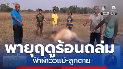 สุดเศร้า วัวแม่-ลูกถูกฟ้าผ่าตาย