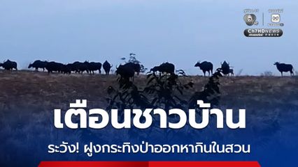 เตือนชาวบ้านระวัง! ฝูงกระทิงป่าออกหากินในสวน