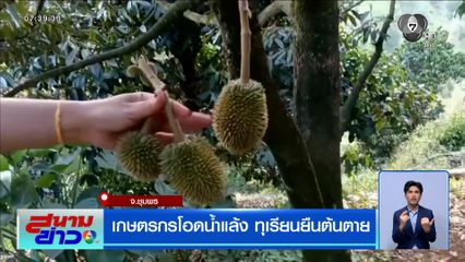 เกษตรกรโอดน้ำแล้ง ทุเรียนยืนต้นตาย จ.ชุมพร