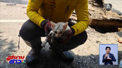 กู้ภัยใจหล่อ ช่วยชีวิตลูกแมวในท่อระบายน้ำ