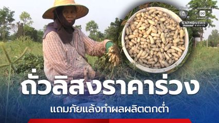 ถั่วลิสงราคาร่วง แถมภัยแล้งทำผลผลิตตกต่ำ