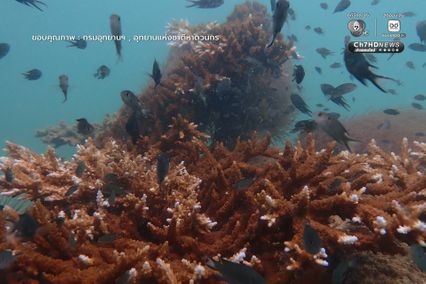 เก็บขยะแนวปะการัง พร้อมสำรวจความสมบูรณ์ของท้องทะเล