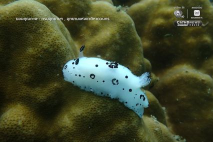 เก็บขยะแนวปะการัง พร้อมสำรวจความสมบูรณ์ของท้องทะเล