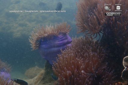 เก็บขยะแนวปะการัง พร้อมสำรวจความสมบูรณ์ของท้องทะเล