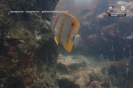 เก็บขยะแนวปะการัง พร้อมสำรวจความสมบูรณ์ของท้องทะเล