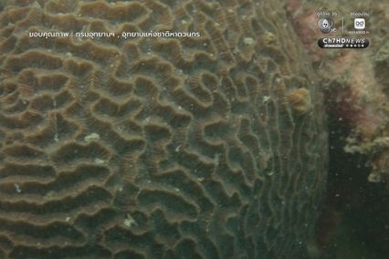 เก็บขยะแนวปะการัง พร้อมสำรวจความสมบูรณ์ของท้องทะเล