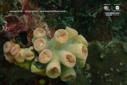 เก็บขยะแนวปะการัง พร้อมสำรวจความสมบูรณ์ของท้องทะเล