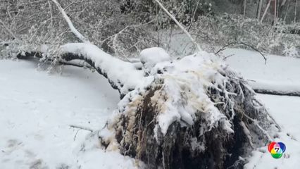 รัสเซียเผชิญหิมะตกหนัก ต้นไม้ล้มระเนระนาด