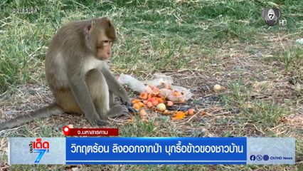 วิกฤตร้อน ลิงออกจากป่า บุกรื้อข้าวของชาวบ้าน จ.มหาสารคาม