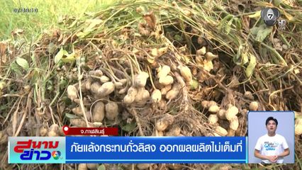 ภัยแล้งกระทบถั่วลิสง ออกผลผลิตไม่เต็มที่