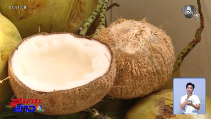 คิวยาว 2 ปี พันธุ์มะพร้าวกะทิยกสวน