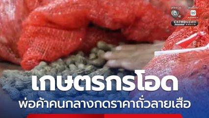 เกษตรกรโอด พ่อค้าคนกลางกดราคาถั่วลายเสือ