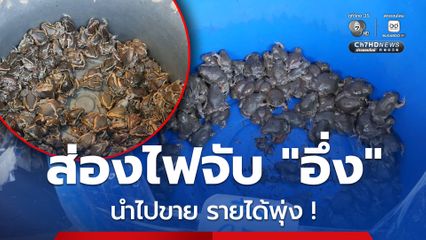 ชาวบ้านเฮโล ส่องไฟจับ อึ่งยาง-อึ่งค้าว ขายรายได้พุ่ง!