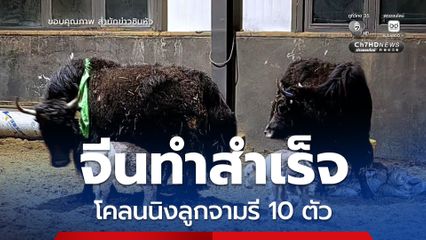 จีนโคลนนิงลูกจามรี 10 ตัวสำเร็จ รุกคืบสู่การเพาะพันธุ์จำนวนมาก