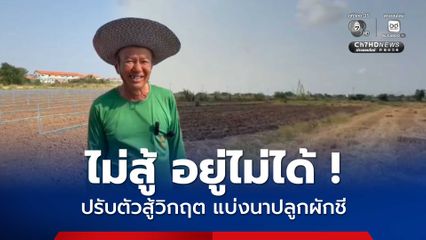 ชาวนาอ่างทองปรับตัว แบ่งนาปลูกผักชี สู้ต้นทุนสูง-ราคาข้าวตก