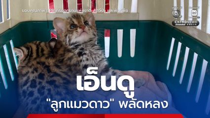 จนท. เขตห้ามล่าสัตว์ป่าภูฟ้า ช่วยเหลือ "ลูกแมวดาว" พลัดหลง