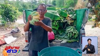 ชาวสวนอยากให้กล้วยหวีละร้อยบ้าง จ.ระยอง