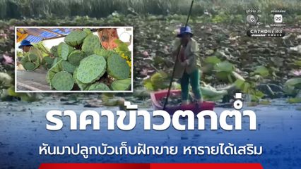 ชาวนาอ่างทอง ปลูกบัวเก็บฝักขาย สร้างรายได้เสริม หลังราคาข้าวตกต่ำหนัก