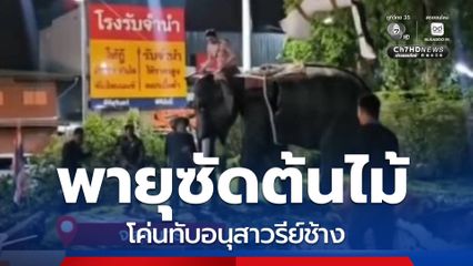 พายุถล่ม ต้นไม้ใหญ่โค่นทับอนุสาวรีย์ช้าง จ.สุรินทร์