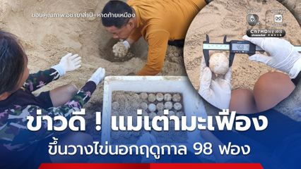 อช.เขาลำปี–หาดท้ายเหมือง พบ “แม่เต่ามะเฟือง” ขึ้นวางไข่นอกฤดูกาล ทั้งหมด 98 ฟอง