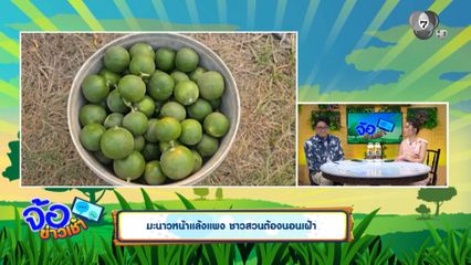 มะนาวหน้าแล้งแพง ชาวสวนต้องนอนเฝ้า