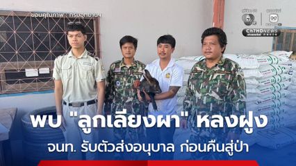 ชาวบ้านบ้องตี้พบ ลูกเลียงผา หลงฝูง อุทยานฯ ไทรโยค เร่งรับตัวส่งอนุบาลก่อนคืนสู่ป่า