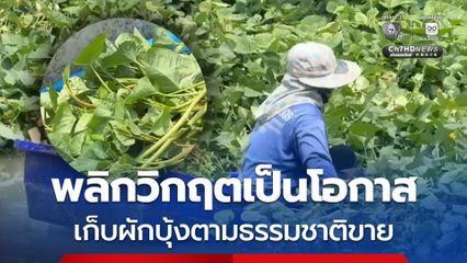 ชาวอ่างทอง พลิกวิกฤตเป็นโอกาส ออกเก็บผักบุ้งตามแหล่งน้ำธรรมชาติ สร้างรายได้เสริม