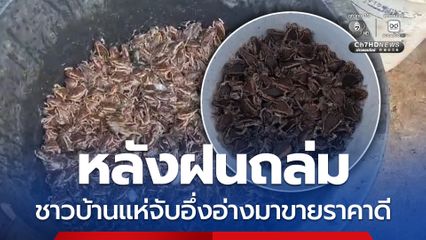 หลังฝนถล่ม ชาวบ้านแห่จับอึ่งอ่างมาขายราคาดี