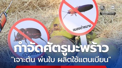 เปิดสวนมะพร้าว สู้ศัตรูพืช “เจาะต้น พ่นใบ ผลิตใช้แตนเบียน”