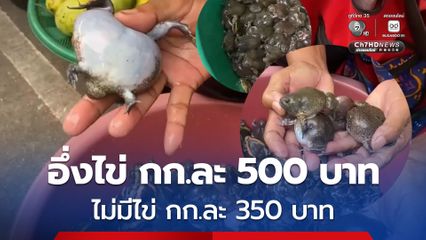 ฝนแรกที่ชัยภูมิ จับอึ่งอ่างขายสู่ตลาด ราคาอึ่งไข่ กก.ละ 500 บาท ไม่มีไข่ กก.ละ 350 บาท