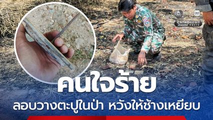 คนใจร้าย ลอบวางตะปูในป่า หวังให้ช้างเหยียบ