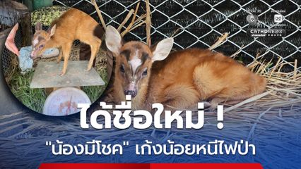 เก้งน้อยหนีไฟป่าอาการดีขึ้น พร้อมได้ชื่อใหม่ น้องมีโชค