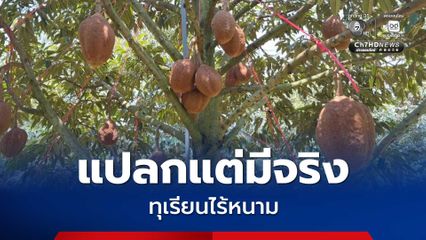 แปลกแต่มีจริง ทุเรียนไร้หนาม รสชาติดี หวานมันเนื้อครีมมี่